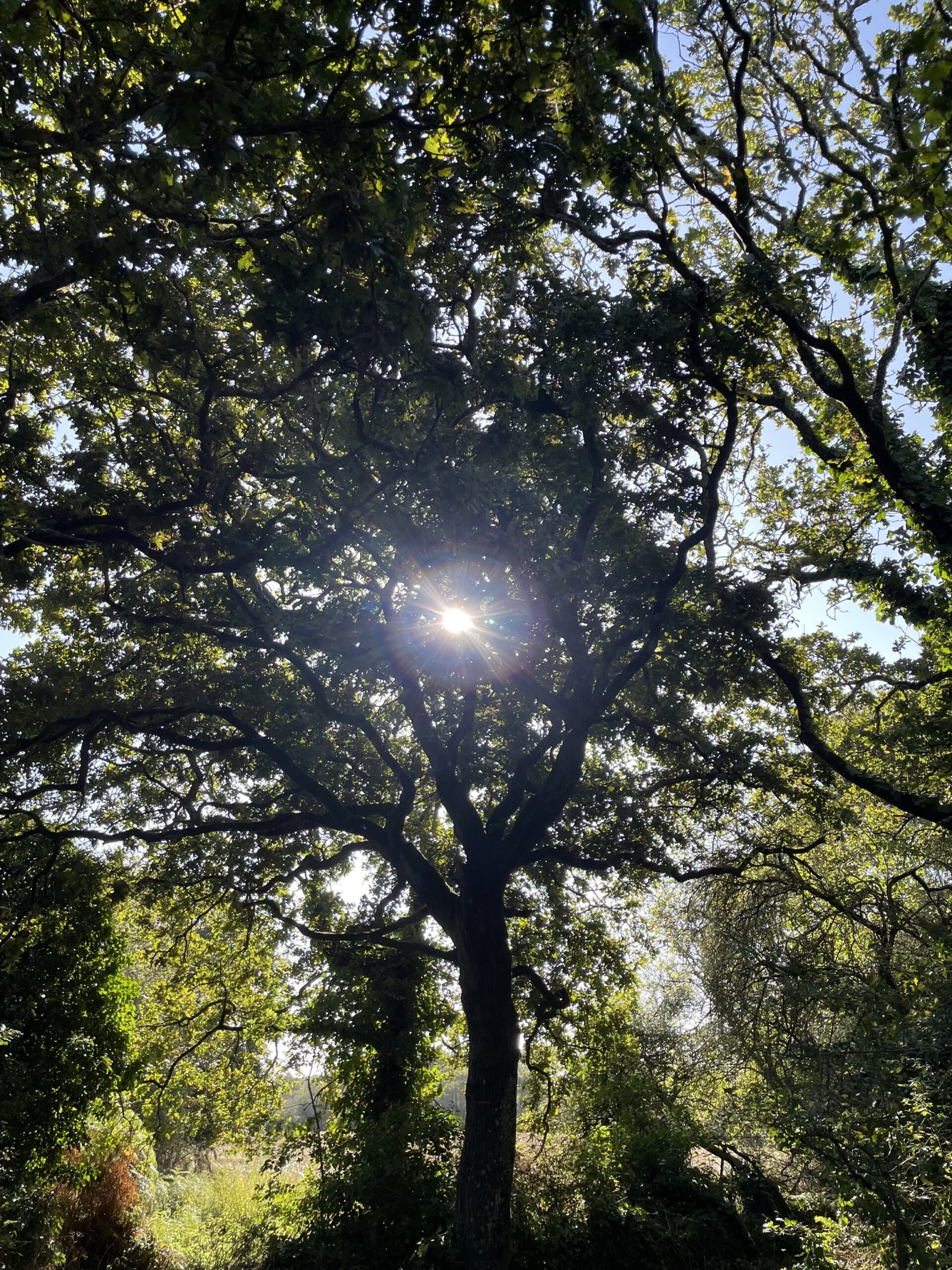 Wald im Sonnenlicht