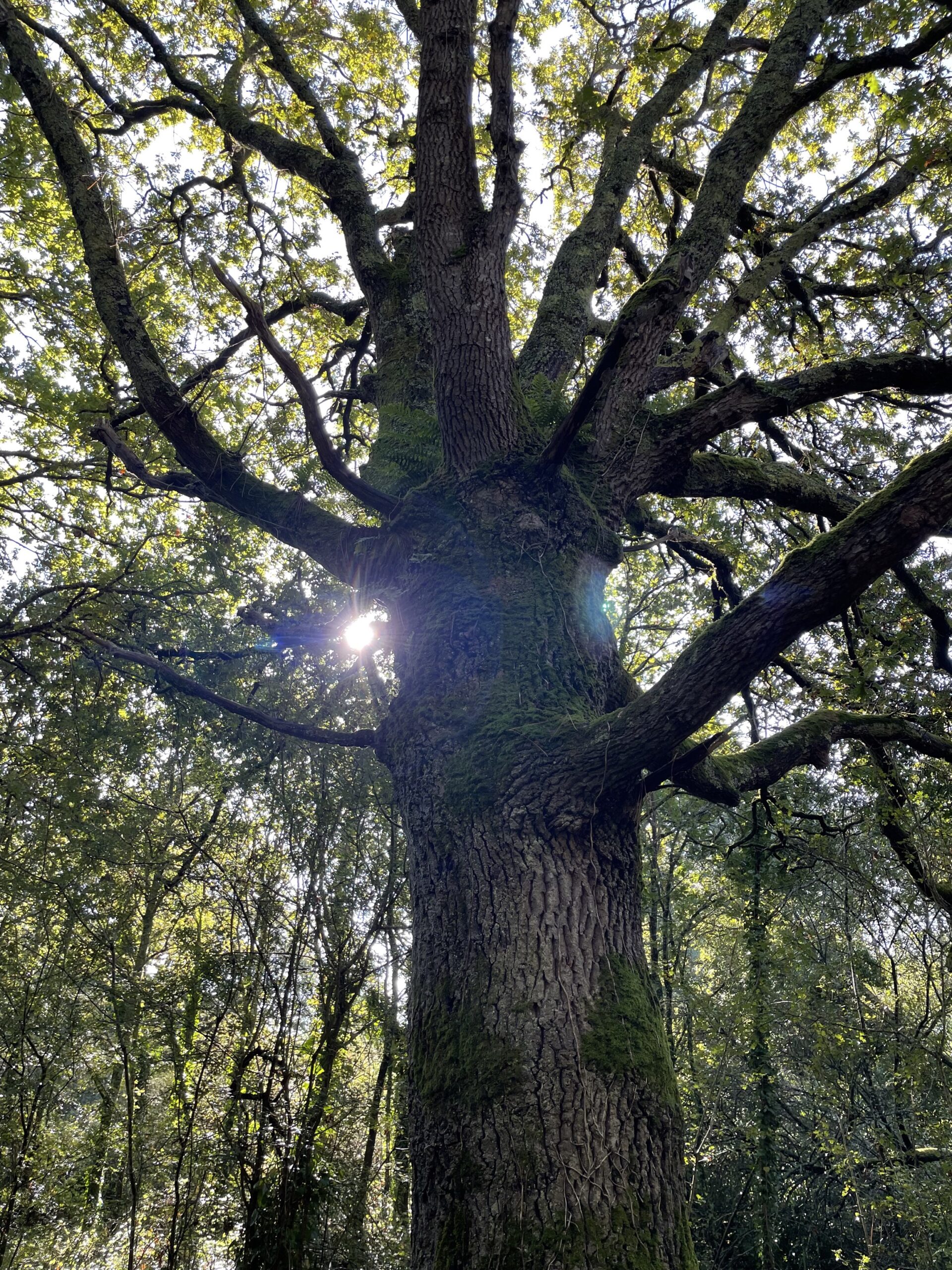 Tina Knopf im Wald