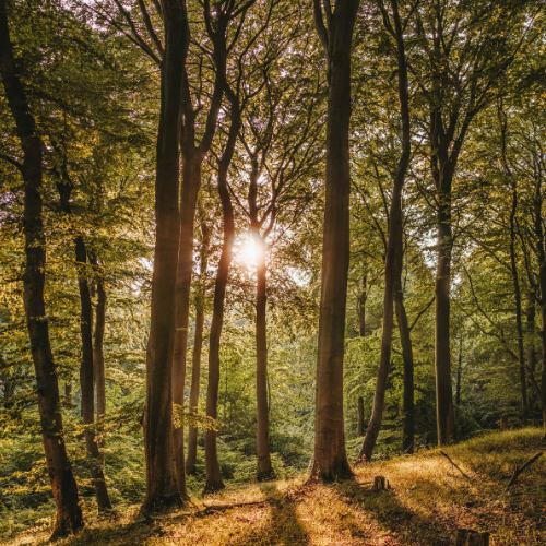 Waldbaden im Wald